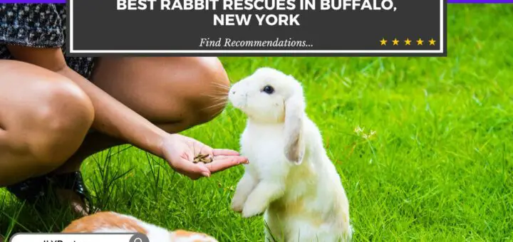 Rabbit Rescues in Buffalo New York