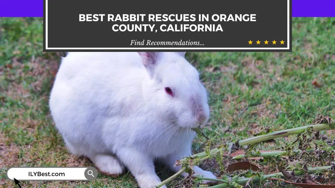 Rabbit Rescues in Orange County, California