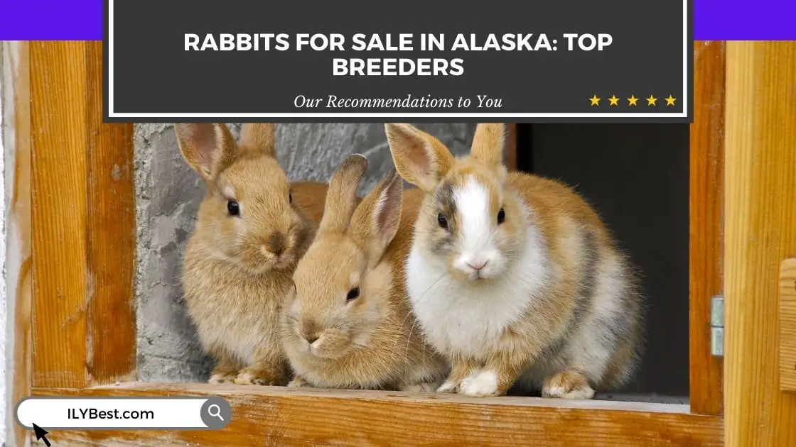 Rabbits For Sale in Alaska