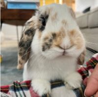 Conclusion For The "Best Holland Lop Breeders in Virginia"