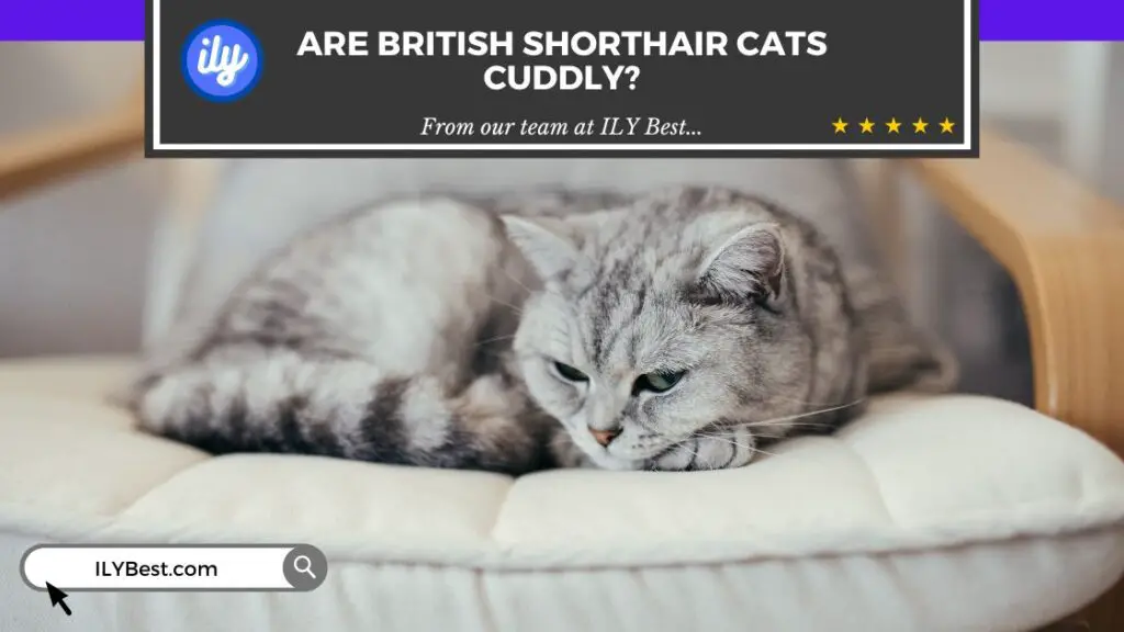 Are British Shorthair Cats Cuddly